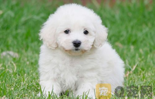 泰迪颜色有几种？