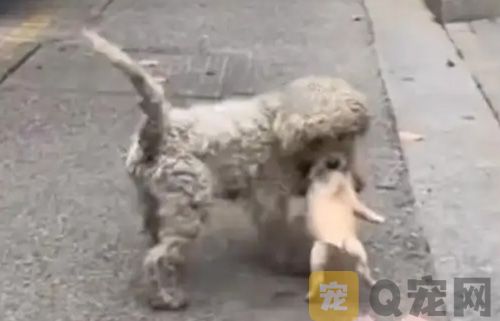 狗狗为报答店主送刚出生幼崽(图1)