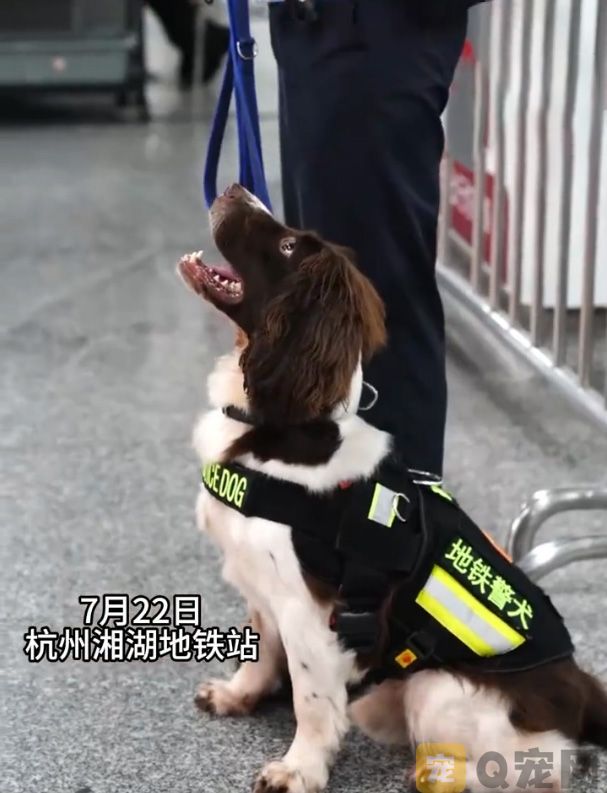 杭州地铁里的傲娇警犬火出圈(图1)