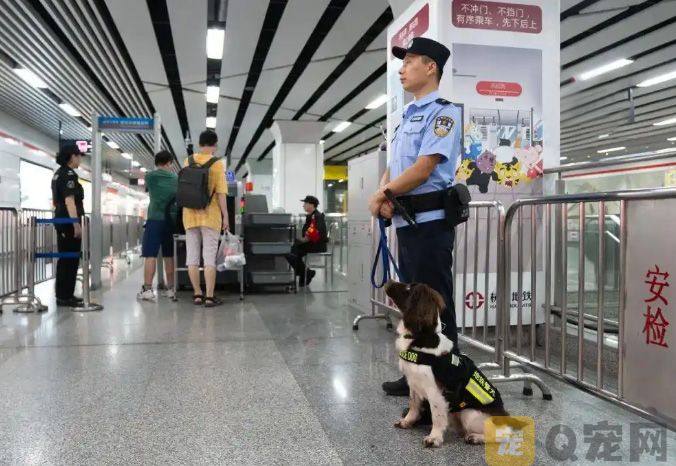 杭州地铁里的傲娇警犬火出圈(图2)